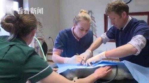 大腿截肢手术视频,技术革新与康复之路